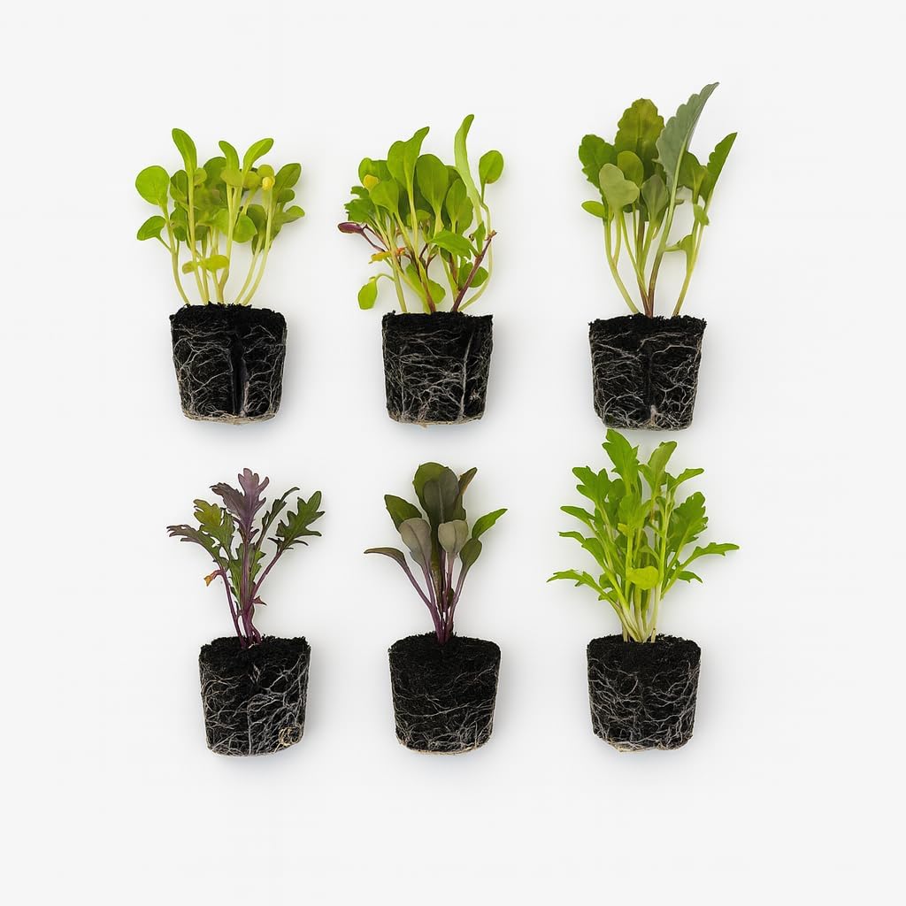 Greens Seedlings: Ready-to-Plant Seedlings, Starts, Plugs, Garden-Ready, Live Plants, Transplants, Pre-sprouted, for Soil & Hydroponic Gardens (Mini (6 seedings))