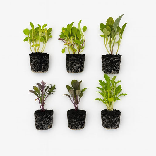 Greens Seedlings: Ready-to-Plant Seedlings, Starts, Plugs, Garden-Ready, Live Plants, Transplants, Pre-sprouted, for Soil & Hydroponic Gardens (Small (12 seedlings))