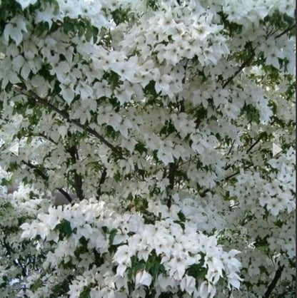 White Flowering Dogwood Tree - Huge 4 Inch Flowers - 2 to 3 Foot Live Plant