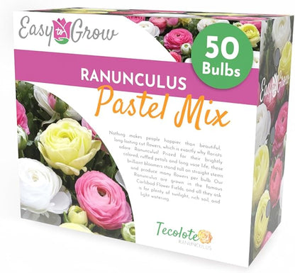 Easy to Grow Ranunculus Tecolote Pastel Mix - 50 Plant Bulbs Value of Pink, Yellow & White Flowers in Spring, Full Sun Mediterranean