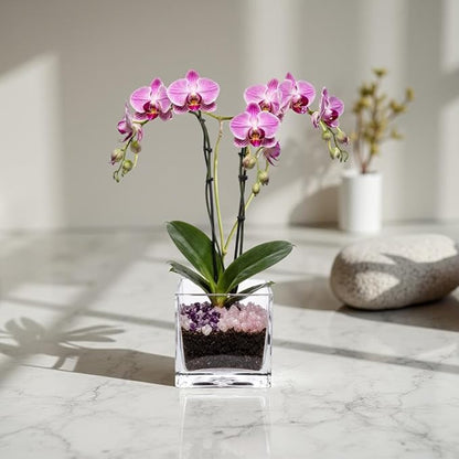 Premium Pink Phalaenopsis Orchid Plant - Live Double Stem with Rose Quartz and Amethyst Crystal - Indoor Flowering Houseplant Gift - Perfect for Birthday Anniversary