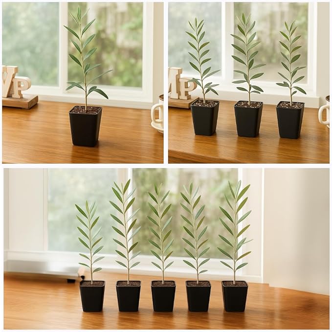 Dwarf Olive Tree Starter Plant, 2 Inch Pot, Indoor Outdoor Bonsai (5)