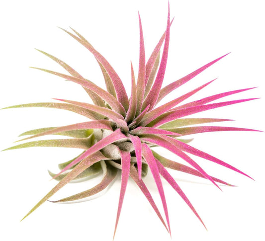 Fuchsia Colorful Tillandsia Air Plants - Long Lasting Color Enhanced Live Tillandsia Succulent House Plants - Home and Garden Decor - Easy Care Indoor/Outdoor Plants (Ionantha Rubra, Single)