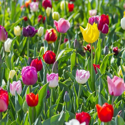 Peony-Style Double Bloom Tulips-10 Bulbs–Red, Pink, White, Yellow & Orange Premium Flowers | Late Blooming Spring Perennials for Gardens & Containers – Zones 3–8 (10 Colorful Mixed Tulip Collection)