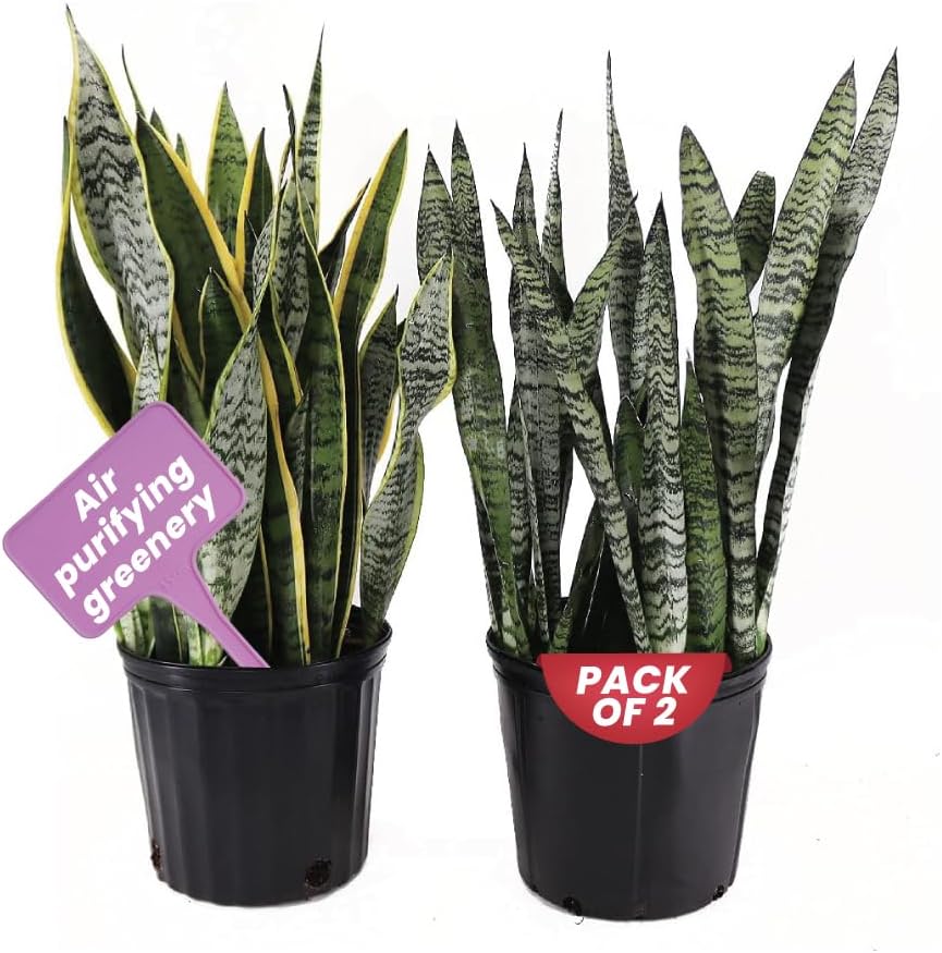 American Plant Exchange Snake Plant Bundle – Large 10-Inch Pots Sansevieria Laurentii & Zeylanica, 2-3ft Tall, Low-Maintenance, Air-Purifying Live Houseplants for Home, Office, or Outdoor Patio Décor