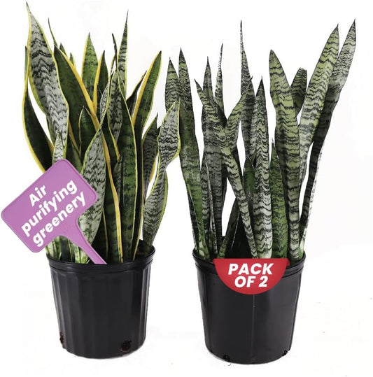 American Plant Exchange Snake Plant Bundle – Large 10-Inch Pots Sansevieria Laurentii & Zeylanica, 2-3ft Tall, Low-Maintenance, Air-Purifying Live Houseplants for Home, Office, or Outdoor Patio Décor