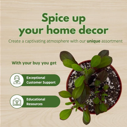 BubbleBlooms Red African Milk Tree, Euphorbia trigona 4 inch Pot, Red Cathedral Cactus Milktree