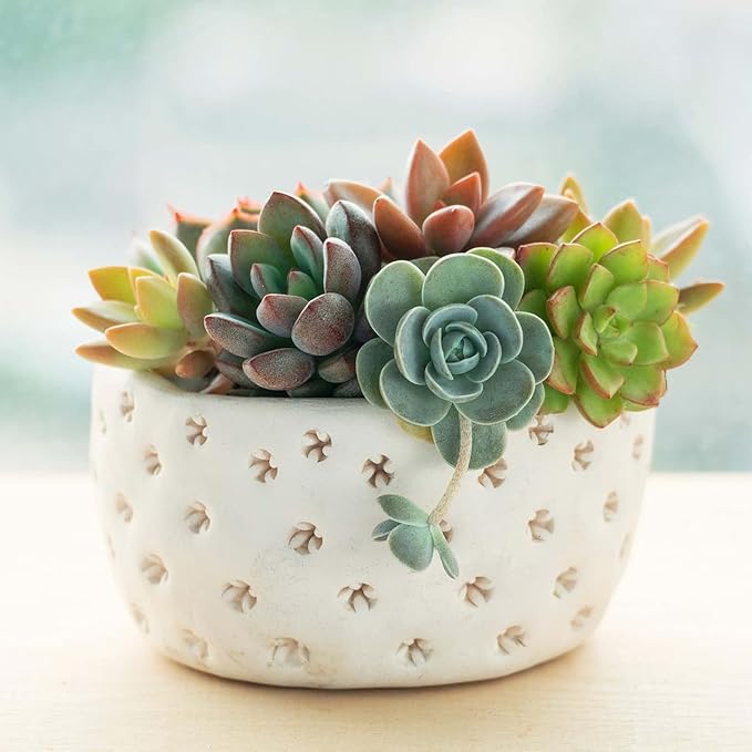 Mountain Crest Gardens Ultimate Succulent Variety Pack - 6 Unique Live Plants, Rooted in 2 inch Pots - Indoor/Outdoor Real Succulents for Garden Decor, Favors, DIY Arrangements