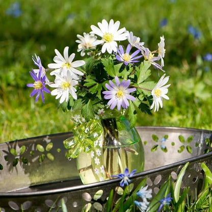 Amazing Deal! Anemone Blanda “Fireworks” Bulbs – Colorful Perennial Flowers | Shade-Loving Windflowers in Purple, White, Pink & Blue | Attracts Butterflies & Bees | Zones 3–8 (15 Bulbs)