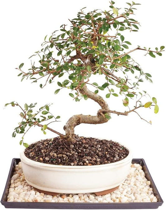 Brussel's Bonsai Live Chinese Elm Bonsai Tree, Outdoor - Medium, 7 Years Old, 8 to 10 inches Tall - Includes Ceramic Bonsai Pot and Humidity Tray