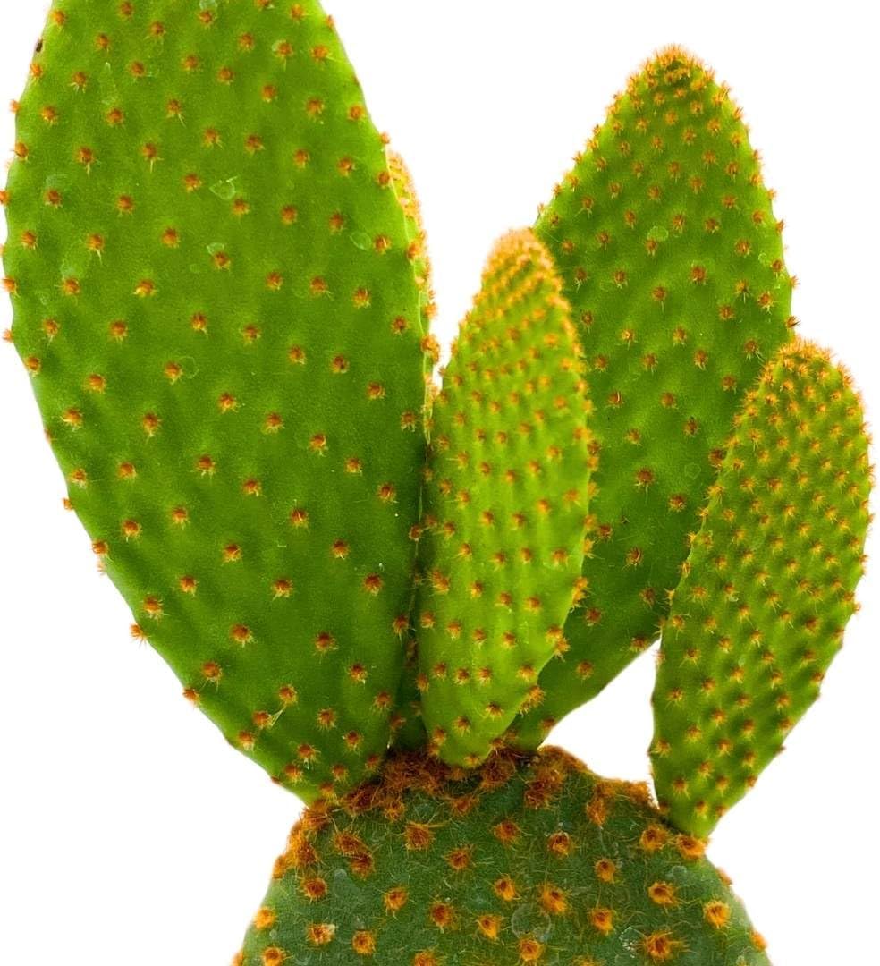 BubbleBlooms Bunny-Ears Prickly-pear Copper Red, 3 inch Pot Opuntia microdasys