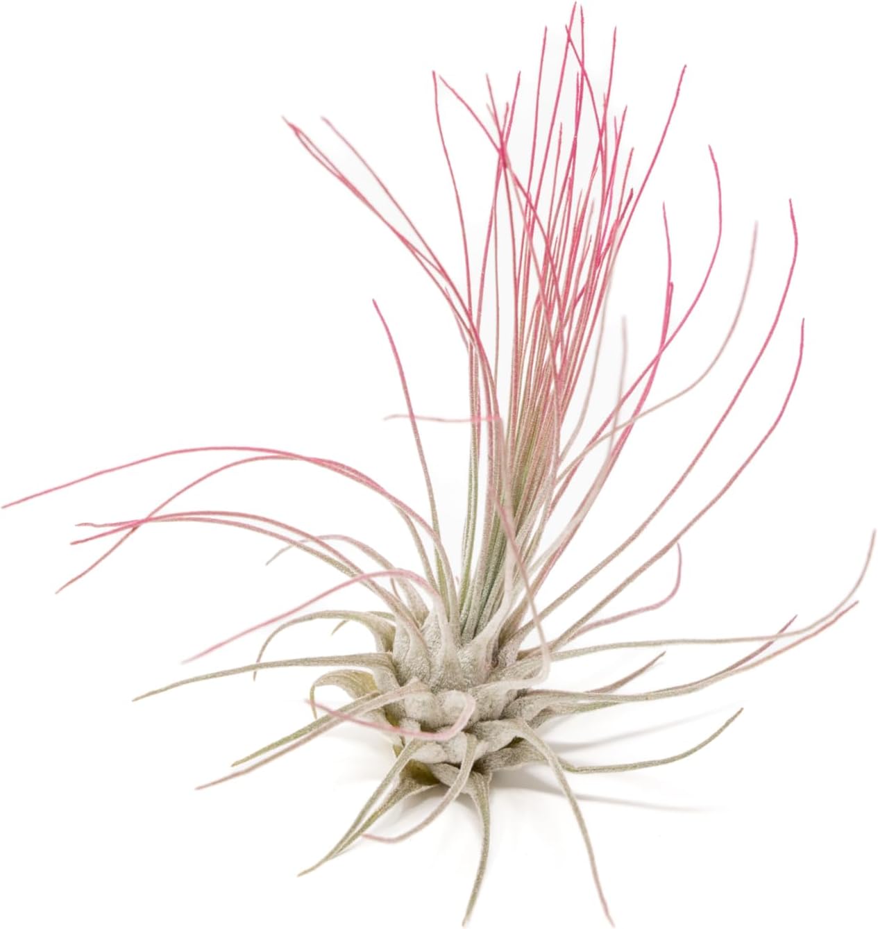 Fuchsia Colorful Tillandsia Air Plants - Long Lasting Color Enhanced Live Tillandsia Succulent House Plants - Home and Garden Decor - Easy Care Indoor/Outdoor Plants (Argentea Thin, Pack of 3)