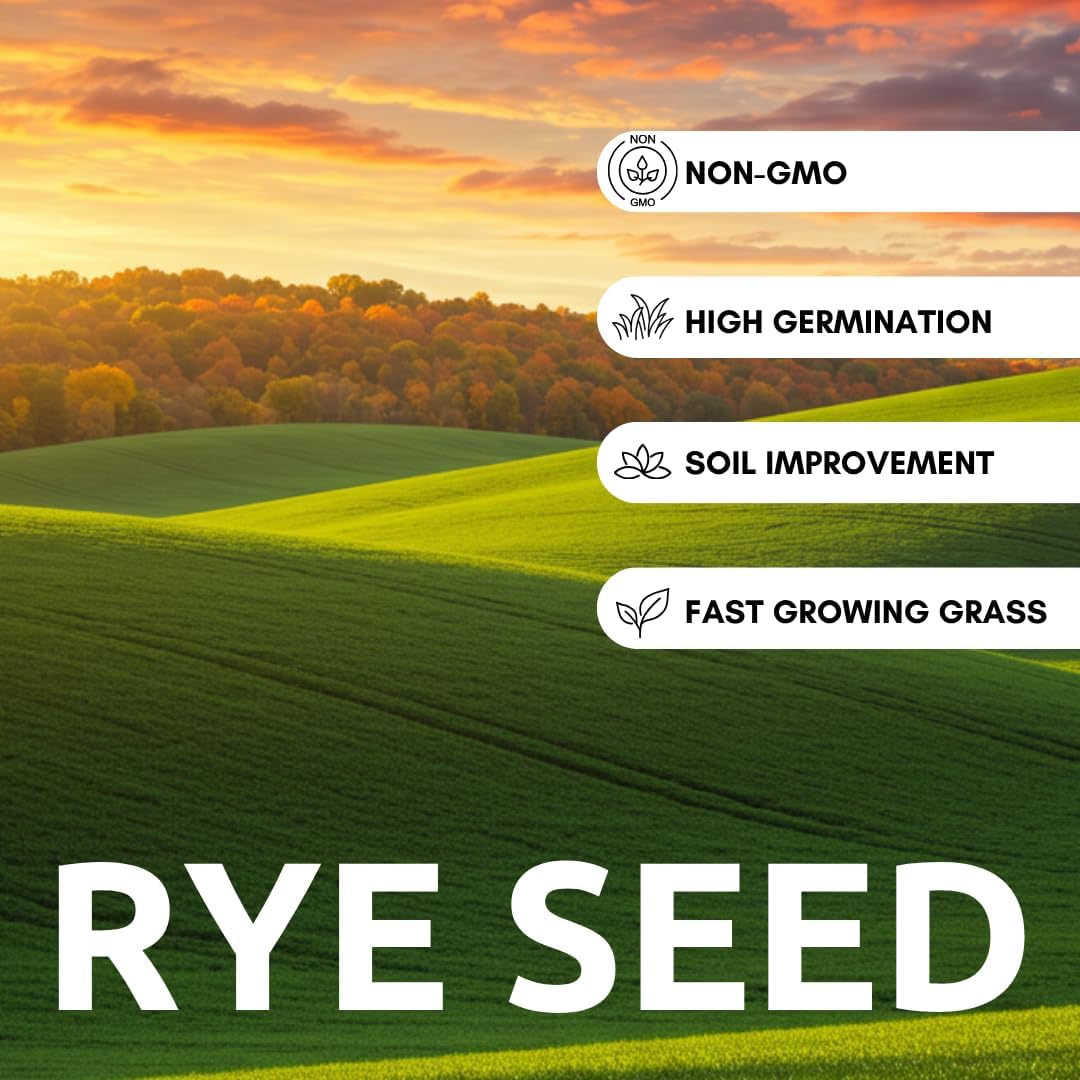 Perennial Ryegrass Seeds for Planting - Premium Quality Rye Grass Seed (10 Pounds)