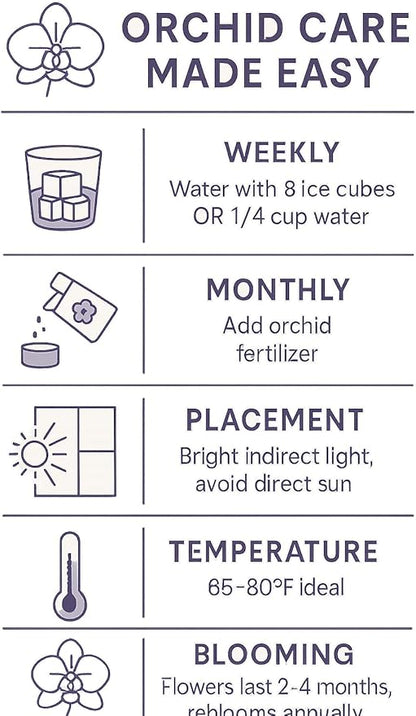 Premium White Phalaenopsis Orchid Plant - Live Double Stem with Amethyst Crystal - Indoor Flowering Houseplant Gift - Perfect for Birthday Anniversary