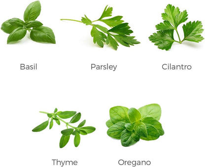 Herb Garden Seeds Collection - 5 Culinary Herb Seeds Pack - Basil, Cilantro, Parsley, Thyme and Oregano Seeds, Heirloom Seeds for Planting