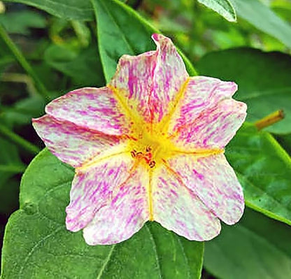 80 Broken Colors Four O'Clock Seeds - Tender Perennial That Reseeds Easily