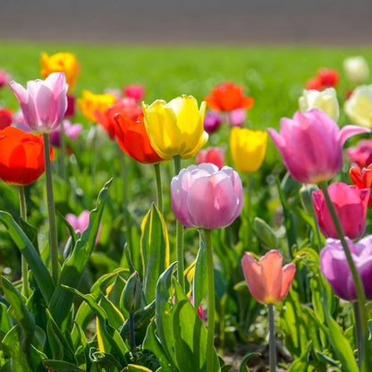 Peony-Style Double Bloom Tulips-10 Bulbs–Red, Pink, White, Yellow & Orange Premium Flowers | Late Blooming Spring Perennials for Gardens & Containers – Zones 3–8 (10 Colorful Mixed Tulip Collection)