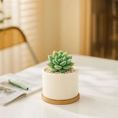 ZOUTOG Succulent Pots 3.1 Inch,6 Pack Succulent Planters,Small Pots for Plants with Drainage and Tray,White Ceramic Flower Planters for Indoor Plants,Home,Office,Desk