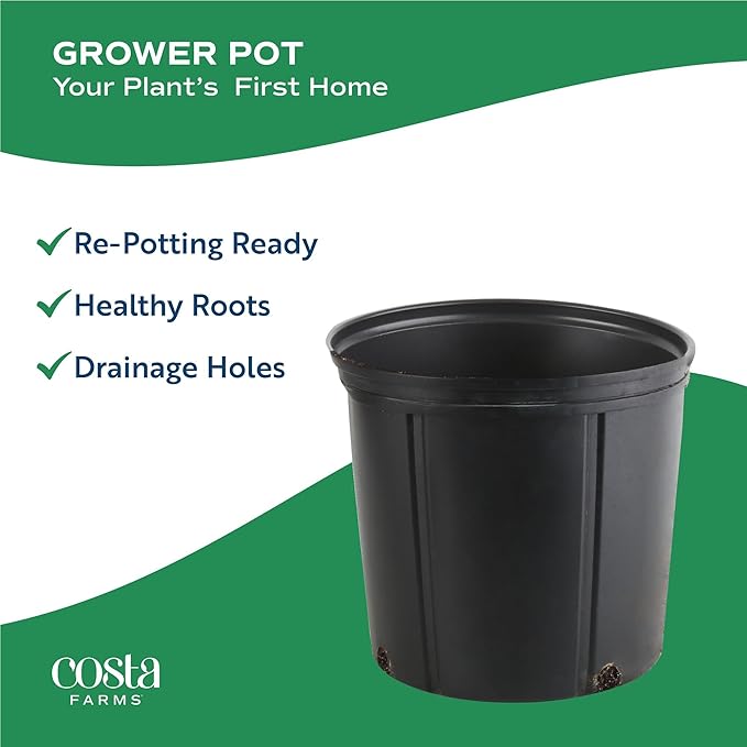 Costa Farms Live Christmas Tree, Large Norfolk Island Pine in Nursery Plant Pot, Potting Soil, Indoor Decor, All Seasons Christmas Gift or Room Decor, 3 Feet Tall