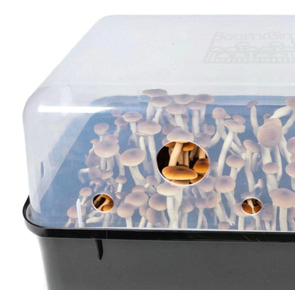 North Spore 'Boomr Bin' Monotub Mushroom Grow Kit | Complete Dung-Loving Mushroom Grow Kit - Just Add Spores | Featuring Boomr Bin Monotub | Includes Monotub, Sterile Substrates, Coco Coir & Filters