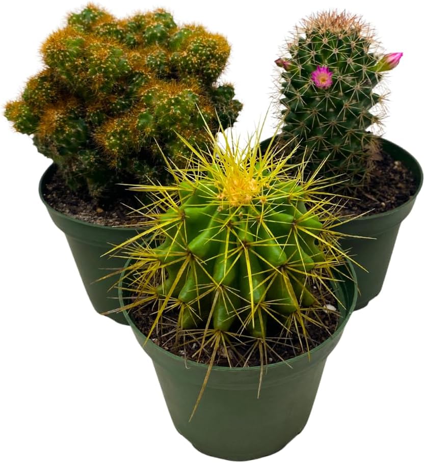 BubbleBlooms Cactus Assortment, 4 inch Set of 3, Best-Sellers Most Popular Cacti Variety