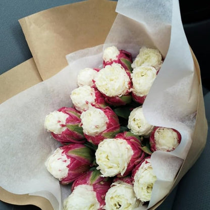 10 Tulip Bulbs for Fall Planting Bulk, Ice Cream Tulip Bulbs for Growing Indoors, Flower Bulb Spring Fall