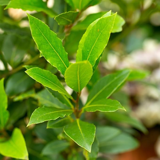 Bay Leaf Tree Live Plant, Laurus Nobilis Live Plant, Sweet Bay Laurel Plant Bay Leaf Plant Live Herbs Growing Indoor Outdoor