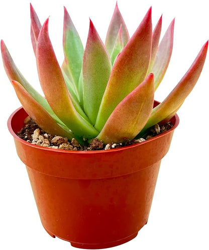 Sprout N Green Echeveria Agavoides 'Morgain', Live Cactus Plant Fully Rooted in 4" Pots with Soil Mix, Houseplant for Indoor Outdoor Home Office Décor