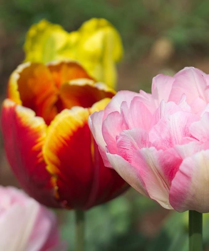 Peony-Style Double Bloom Tulips-10 Bulbs–Red, Pink, White, Yellow & Orange Premium Flowers | Late Blooming Spring Perennials for Gardens & Containers – Zones 3–8 (10 Colorful Mixed Tulip Collection)
