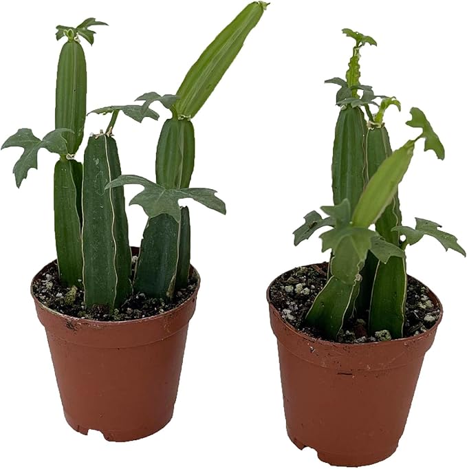 Veldt Grape Ivy - Devil's Backbone Herb - Cissus quadrangularis - 2 Pack 2" Pots