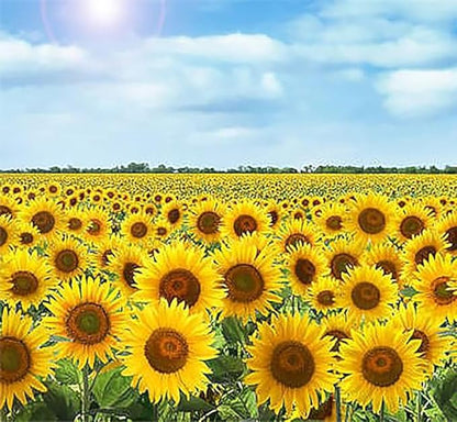 Giant Sunflower Seeds - Mammoth Grey Striped Seeds - Attracts Bees and Butterflies