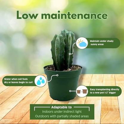 BubbleBlooms Blue Myrtle-Cactus, Myrtillocactus Geometrizans, Blue Candle Stick Cactus, in 4 inch Pot, Long Well Rooted & Healthy