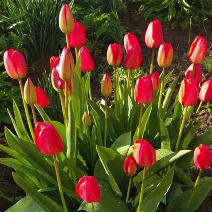 10 Tulip Bulbs for Fall Planting Bulk, Tulip Bulb, Perennial Flower Bulbs for Garden Growing, Tulip Bulbs Bulk (Red)