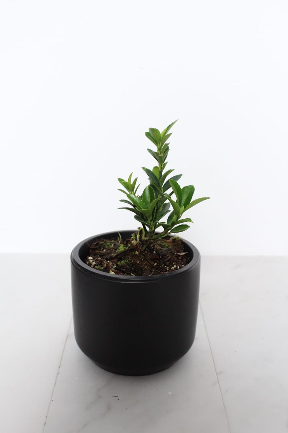 Live Bonsai Starter Tree Boxleaf Euonymus Cute Plant, Japanese Spindle Tree, Indoor Outdoor Dwarf Shrub (Black Ceramic Pot)