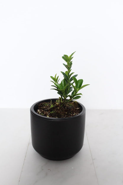 Live Bonsai Starter Tree Boxleaf Euonymus Cute Plant, Japanese Spindle Tree, Indoor Outdoor Dwarf Shrub (Black Ceramic Pot)
