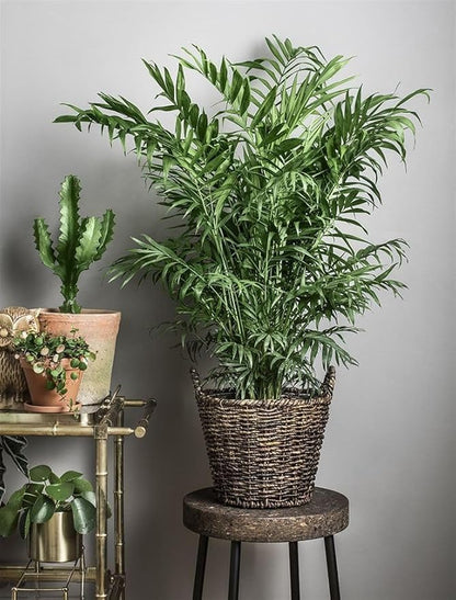 Seeds Parlor Palm (Chamaedorea elegans) Perennial Tree