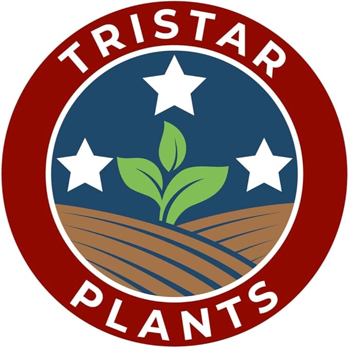 BLOODGOOD Japanese Maple acer palmatum ‘Bloodgood’ 2 - Year Live Tree by Tristar Plants- in ABP Container