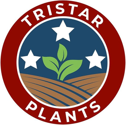 BLOODGOOD Japanese Maple acer palmatum ‘Bloodgood’ 2 - Year Live Tree by Tristar Plants- in ABP Container