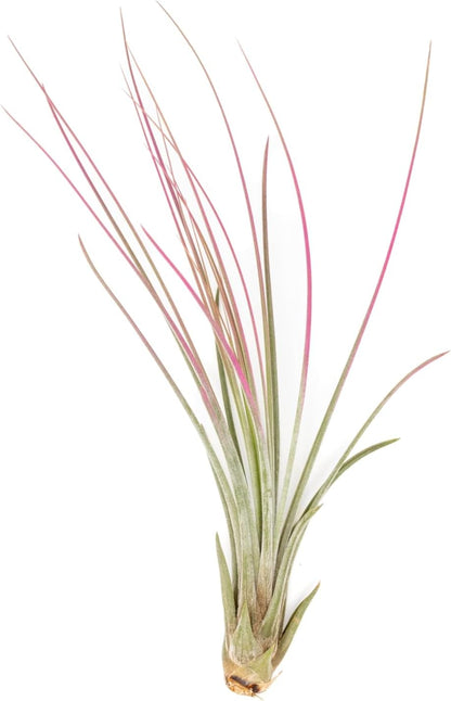 Fuchsia Colorful Tillandsia Air Plants - Long Lasting Color Enhanced Live Tillandsia Succulent House Plants - Home and Garden Decor - Easy Care Indoor/Outdoor Plants (Juncea, Single)