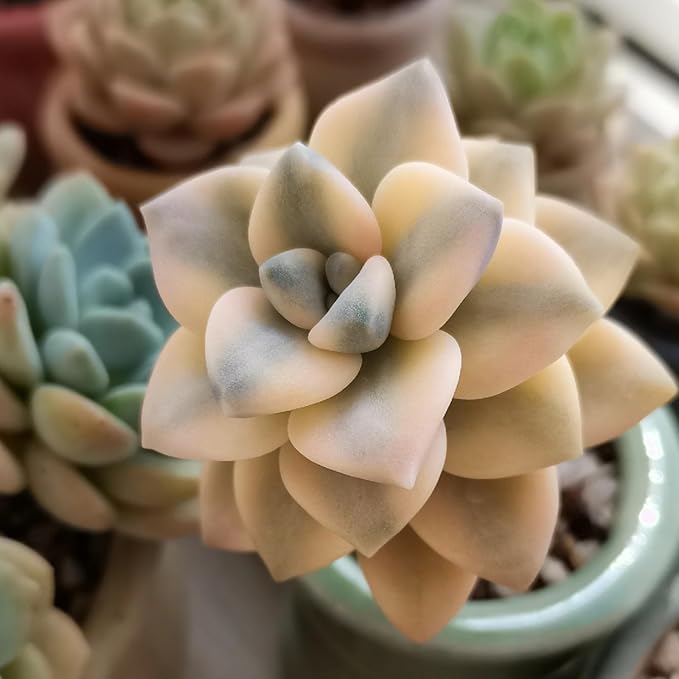 Sprout N Green Pachyphytum 'Apricot Beauty', Rare Live Succulent Plant Fully Rooted in 4" Planter with Soil, Home Office Indoor Outdoor Wedding Decoration DIY Projects Party Favor