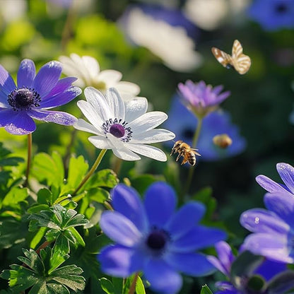 Amazing Deal! Anemone Blanda “Fireworks” Bulbs – Colorful Perennial Flowers | Shade-Loving Windflowers in Purple, White, Pink & Blue | Attracts Butterflies & Bees | Zones 3–8 (15 Bulbs)