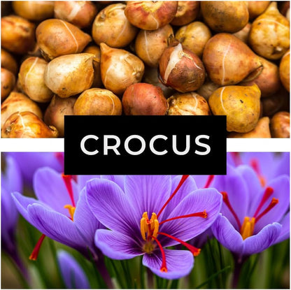 Rare Saffron Spice Crocus Bulbs - 10 Healthy Bulbs to Grow - Grow Saffron Spice - Very Rare