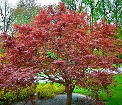 Purple Ghost Japanese Maple - Live Plant - Trade Gallon Pot