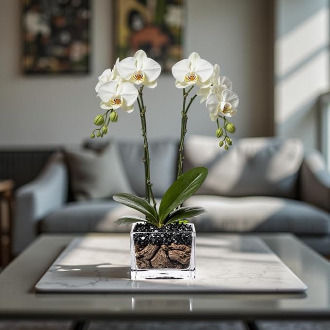 Live White Double Stem Phalaenopsis Orchid Plant with Obsidian - Premium Flowering Houseplant for Home Office Decor, Easy Care Live Plant