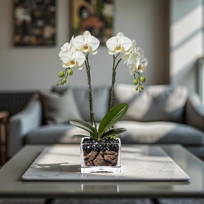 Live White Double Stem Phalaenopsis Orchid Plant with Obsidian - Premium Flowering Houseplant for Home Office Decor, Easy Care Live Plant