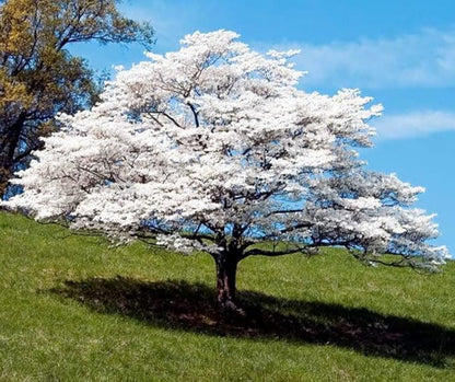 White Flowering Dogwood Tree - Huge 4 Inch Flowers - 2 to 3 Foot Live Plant