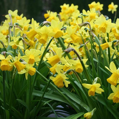 Wholesale Yellow Daffodil Flower Bulbs - 500+ Bulbs per Pack - Deer Resistant - Good as Cut Flowers - Good for Indoor Forcing - Naturalizing - Perennializing - Easy to Grow Live Plants
