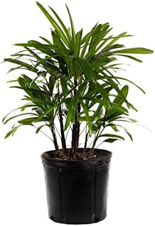 American Plant Exchange Lady Palm – 10-Inch Pot – Live Easy Care Indoor Houseplant, Air-Purifying, Low-Light Tropical Palm for Home, Office, Apartment, and Indoor Décor