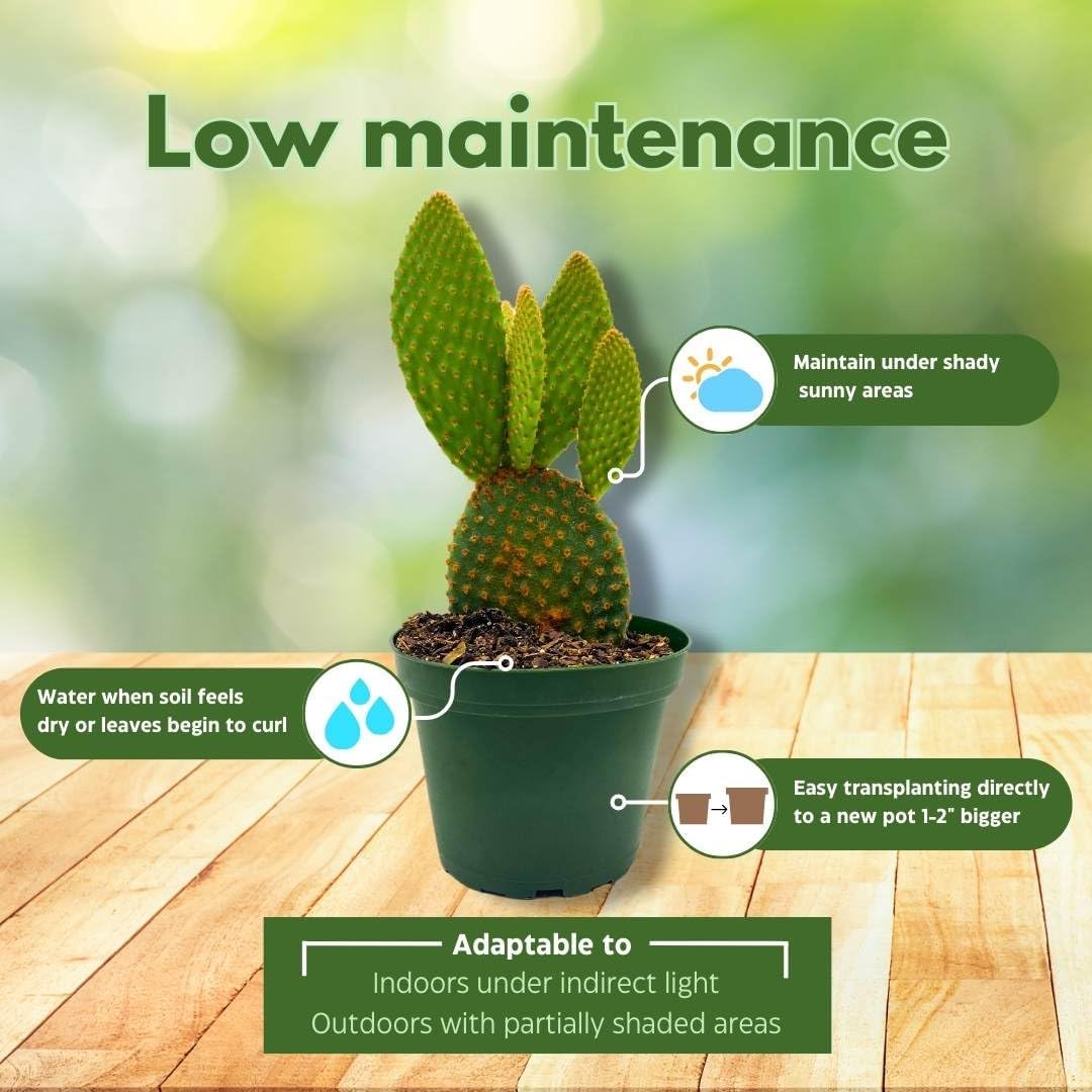 BubbleBlooms Bunny-Ears Prickly-pear Copper Red, 3 inch Pot Opuntia microdasys