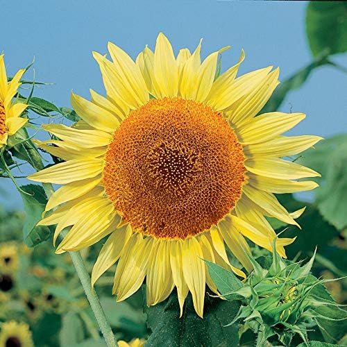 Park Seed Russian Mammoth Sunflower Seeds – Giant 8–14 Inch Yellow Blooms, Heirloom Variety for Seed Harvest and Bird Gardens, Heat and Drought Tolerant, Pack of 25